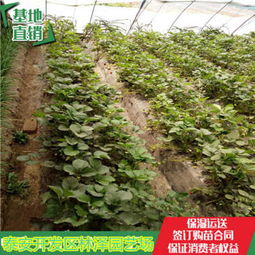 忻州白雪公主草莓苗特價(jià)批發(fā)新聞