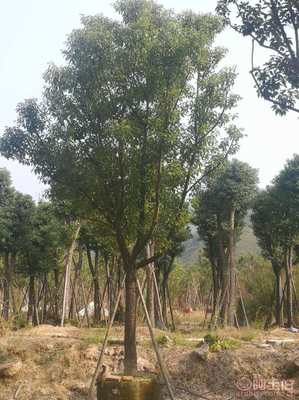 【全冠香樟袋苗供應(yīng)、種植基地直銷(xiāo)、價(jià)格實(shí)惠】綠化苗木,價(jià)格,廠(chǎng)家,供應(yīng)商,花木,龍海市東泗興輝園藝場(chǎng) - 產(chǎn)品庫(kù)