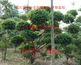 蘇州綠化苗木公司 江蘇省蘇州市光福鎮(zhèn)香雪海梅花桂花苗圃苗木基地