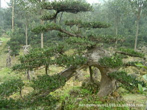 沭陽(yáng)苗木基地大量超低價(jià)直供羅漢松